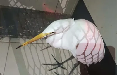 Brigada de Vigilancia Animal rescata a una garza en la GAM; evaluarán su salud antes de liberarla