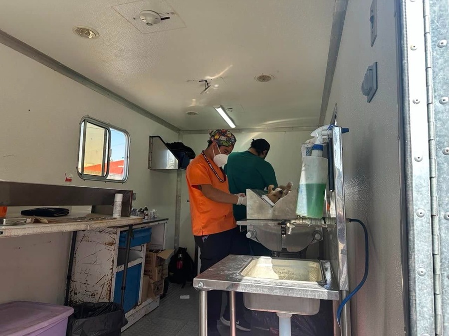 Supera Ayuntamiento de Puebla las 18 mil esterilizaciones gratuitas de perros y gatos