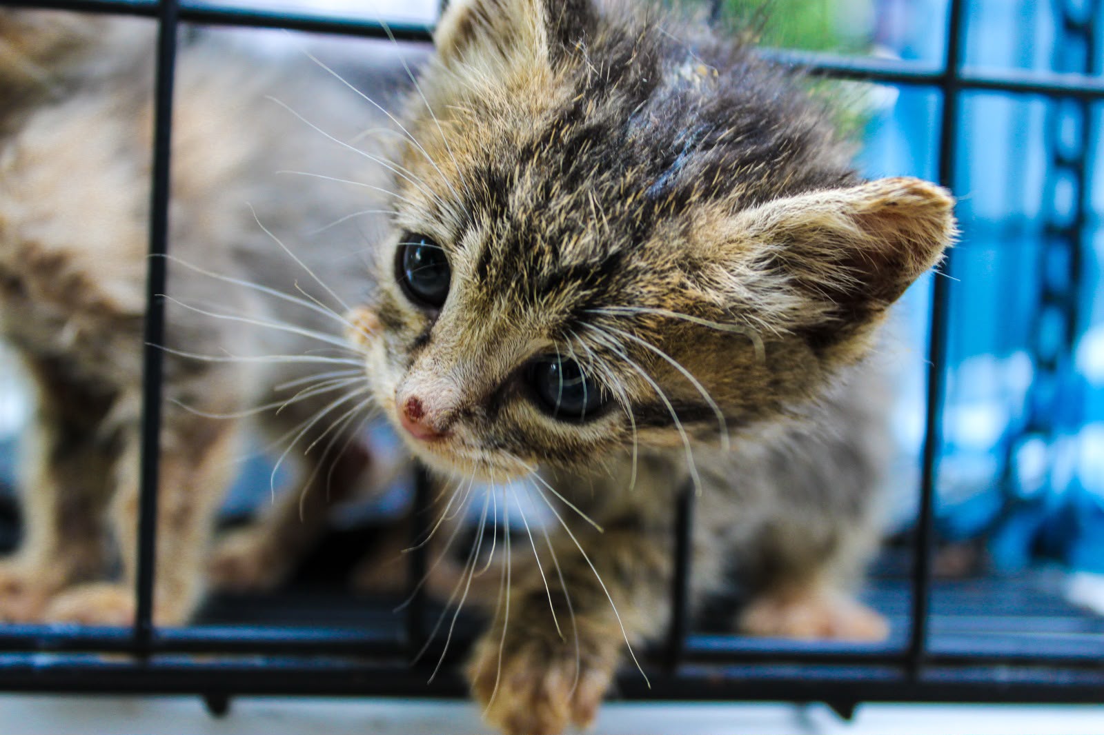 Captura IMPA 26 gatos en colonia felina de la Cofom