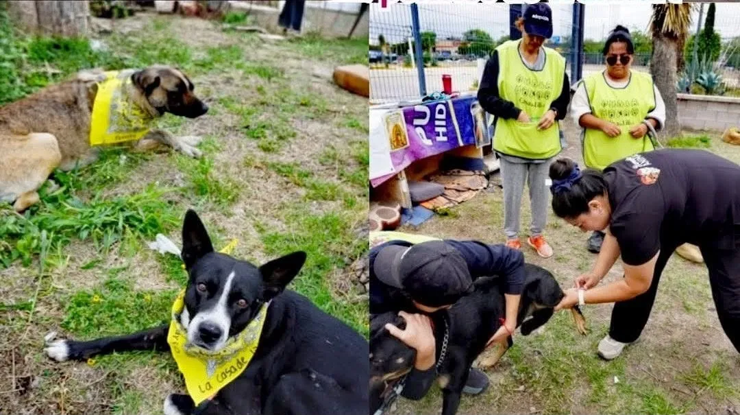 Gobierno de San Luis Potosí brinda 170 atenciones veterinarias ...